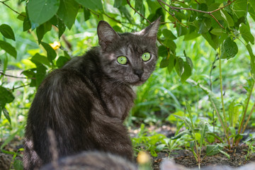 Naklejka na ściany i meble Cute cat lying in the garden and looking at the photographer. Against the background of bright green leaves. Domestic cat in the open air.