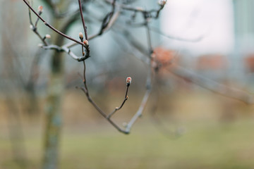 Spring time 2020, nature is waking up. Swelling of the buds on the tree.