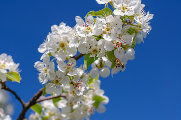 White flowers pear branch. Spring garden. Pear flowers close up.