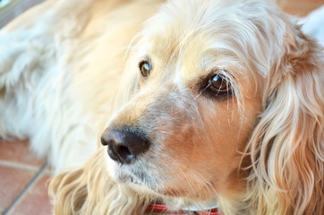 Cocker Spaniel Dog, close up portrait