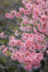 Blooming sakura tree in Japan