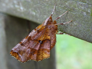 Brown moth named selenia dentaria or early thorn on the old, wooden fence.