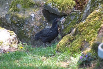 Young chickens roaming around in the grass outside