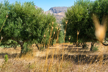 Olive plantation photographed through the dry grass
