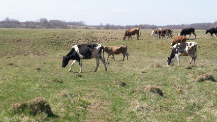 a herd of cows in the field. black and white, gray cows. dairy farm