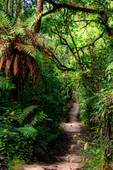 Obraz premium Redwood forest in new zealand