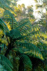 fern in the forest