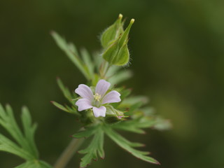 小さな野花＿アメリカフウロ