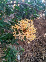 yellow flowers in the garden