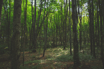 trees in the forest