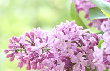 lilac on a light green background. lilac and green. place for text. copy space. Soft focus.