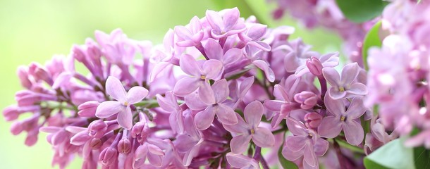 lilac on a light green background. place for text. copy space. lilac and green. banner. Soft focus.