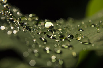 Wassertropfen auf Eichenblätter in der Morgensonne