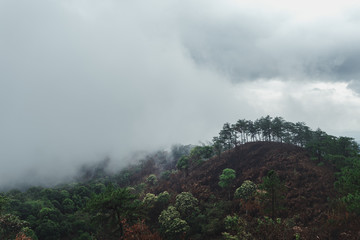 Fototapeta na wymiar Mountains and trees on a rainy evening day