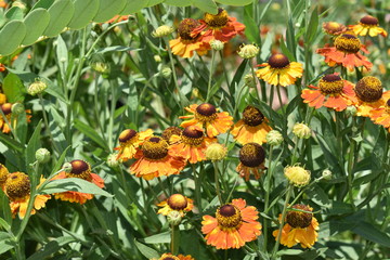 field of coneflowers