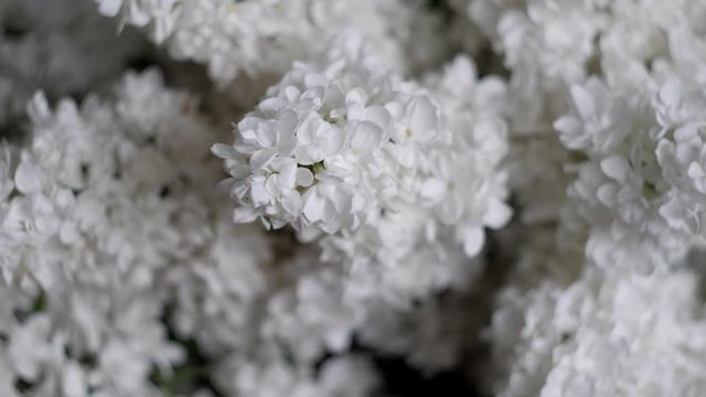 White lilacs close-up