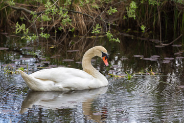 White swan swimming in a pond at Lake Weßling (Weßlinger See)