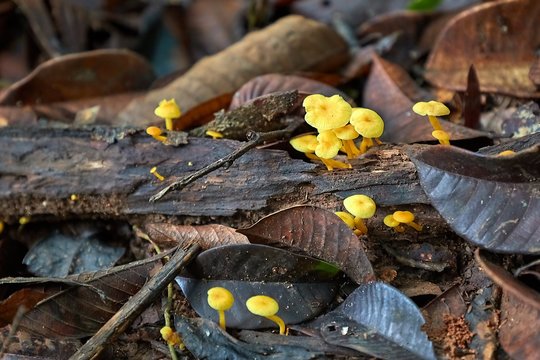 Tiny yellow mushrooms growing on decaying fallen branch in the woods