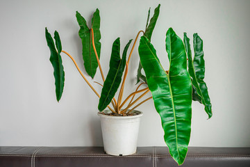 Philodendron billietiae Croat, air purifier plant, indoor plant in the bedroom. © Phubes
