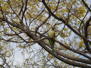 periquito posado en arbol