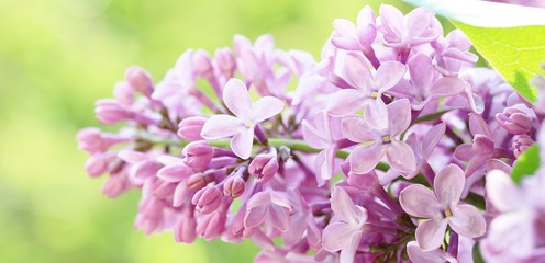 lilac on a light green background. place for text. copy space. lilac and green. banner. Soft focus.