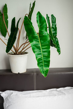 Philodendron billietiae Croat, air purifier plant, indoor plant in the bedroom.