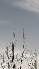 tree in the sky