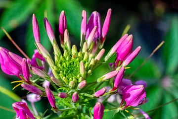 Cleome hassleriana rosea known as spider flower, spider plant, spider weed, or bee plant
