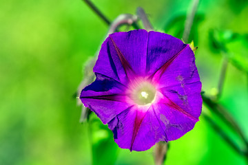 Ipomoea indica known as blue or oceanblue morning glory, koali awa, and blue dawn flower