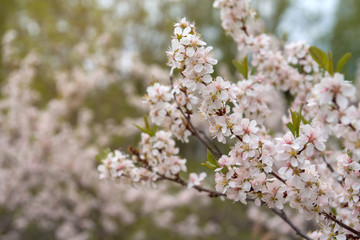 White spring flowers. A branch of a flowering shrub.
