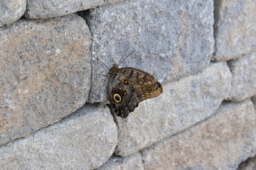 butterfly on a wall