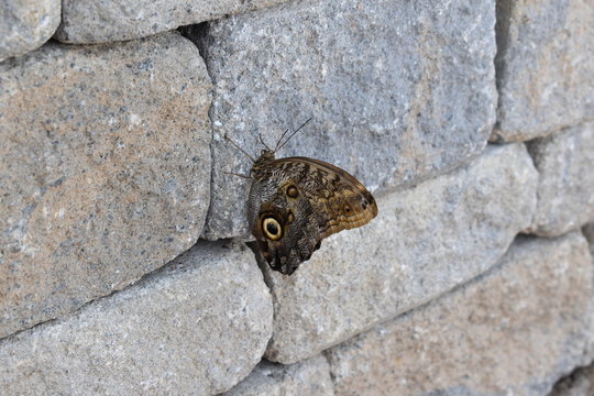 Butterfly On A Wall