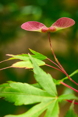 Close up of Japanese maple seedpod