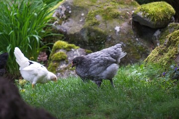 Young chickens roaming around in the grass outside
