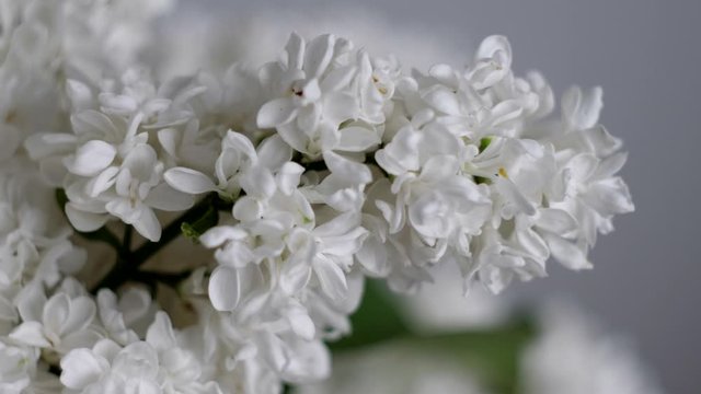 close up of white lilacs flowers