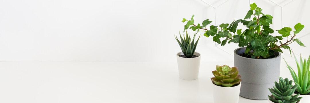 A Group Of Potted Plants Against A Blank Wall Background. Panorama