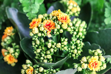 Kalanchoe blossfeldiana with orange flowers and many small buds. Full bloom.Soft focus