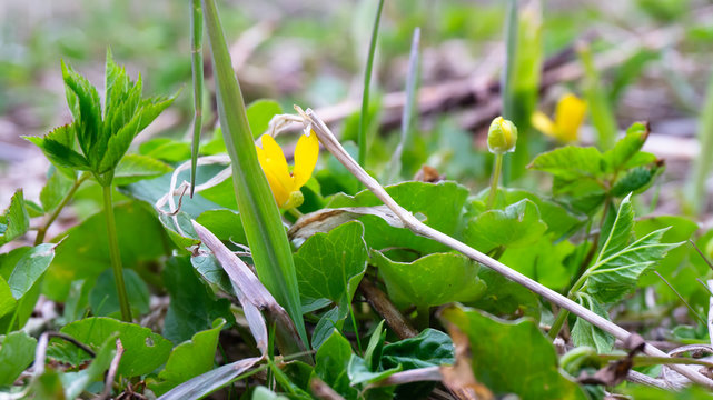bright green grass with a yellow flower. spring pictures of nature