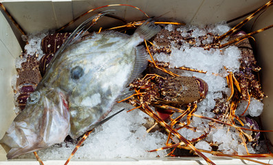 Frozen fish and lobster. Greece. Closed season 2020. 