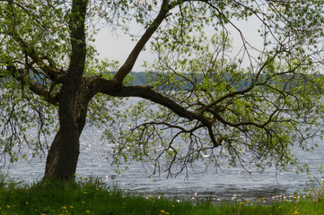Spring landscape with a tree with spreading branches on the shore of the lake