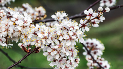 Cherry tree branch with blossoming flowers