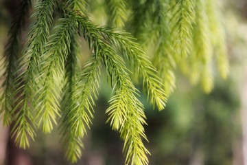 close up of pine needles