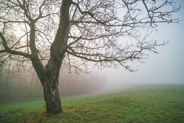 Fototapeta premium Panorama of morning forest in foggy weather