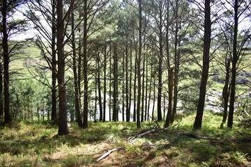 morning in the forest