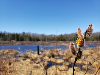 Willow Lake