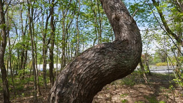 Tilt up along crooked pine tree to canopy in temperate deciduous forest in spring