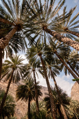 Fototapeta na wymiar Date palms farms in the mountains of Oman