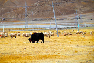 Flock of sheep and yak grazing on the plateau pasture. In order to prevent the loss, the animals are marked