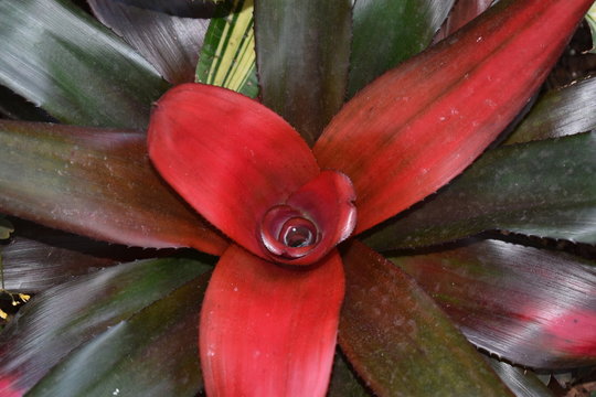 Red Bromeliad