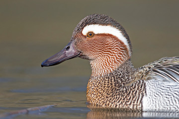 A portrait of an adult male garganey duck swimming and foraging in a pond in the city of Berlin Germany.